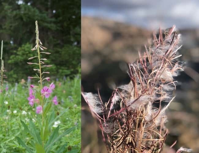 Wasatch Wildflower Fireweedpng